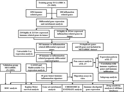 Identification of a tumor immune-inflammation signature predicting prognosis and immune status in breast cancer